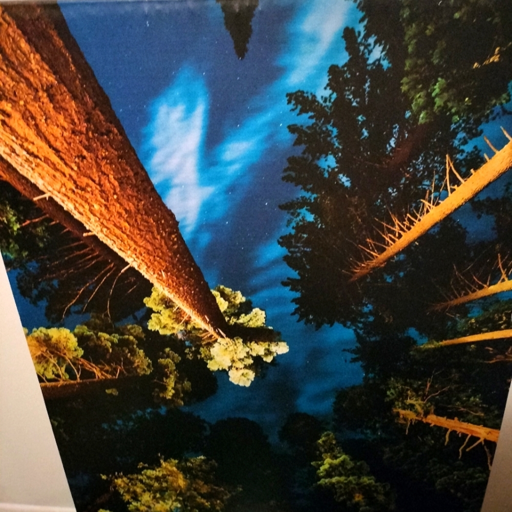 Tree picture